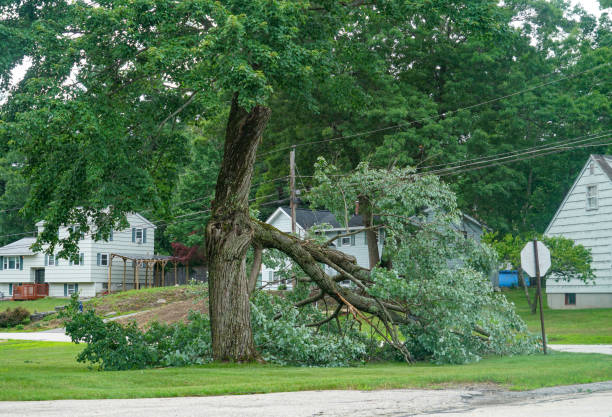 How Our Tree Care Process Works  in  Onsted, MI